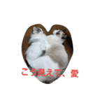 ペット 犬猫（個別スタンプ：4）