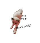 ペット 犬猫（個別スタンプ：5）