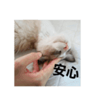 ペット 犬猫（個別スタンプ：6）