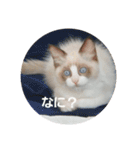 ペット 犬猫（個別スタンプ：7）