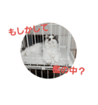 ペット 犬猫（個別スタンプ：9）