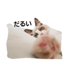 ペット 犬猫（個別スタンプ：10）
