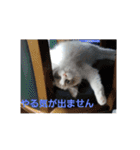 ペット 犬猫（個別スタンプ：11）