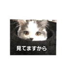 ペット 犬猫（個別スタンプ：12）