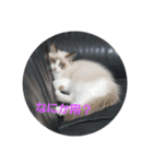 ペット 犬猫（個別スタンプ：13）