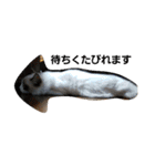 ペット 犬猫（個別スタンプ：14）