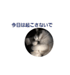 ペット 犬猫（個別スタンプ：15）