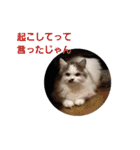 ペット 犬猫（個別スタンプ：16）