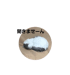 ペット 犬猫（個別スタンプ：18）
