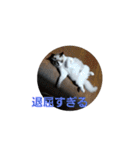 ペット 犬猫（個別スタンプ：19）