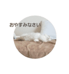 ペット 犬猫（個別スタンプ：22）
