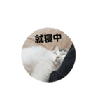 ペット 犬猫（個別スタンプ：23）