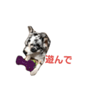 ペット 犬猫（個別スタンプ：26）