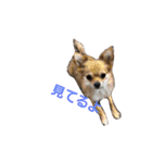 ペット 犬猫（個別スタンプ：27）