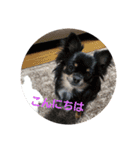 ペット 犬猫（個別スタンプ：28）