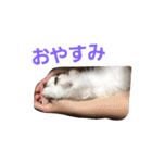 ペット 犬猫（個別スタンプ：30）