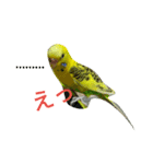 いえ郎のスタンプ(セキセイインコ)（個別スタンプ：2）