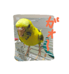 いえ郎のスタンプ(セキセイインコ)（個別スタンプ：4）
