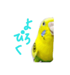 いえ郎のスタンプ(セキセイインコ)（個別スタンプ：5）