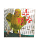 いえ郎のスタンプ(セキセイインコ)（個別スタンプ：6）