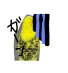 いえ郎のスタンプ(セキセイインコ)（個別スタンプ：7）
