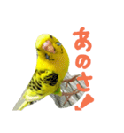 いえ郎のスタンプ(セキセイインコ)（個別スタンプ：8）