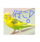 いえ郎のスタンプ(セキセイインコ)（個別スタンプ：10）