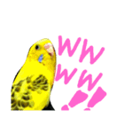 いえ郎のスタンプ(セキセイインコ)（個別スタンプ：11）
