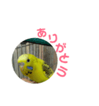 いえ郎のスタンプ(セキセイインコ)（個別スタンプ：13）