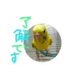 いえ郎のスタンプ(セキセイインコ)（個別スタンプ：14）