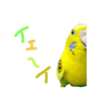 いえ郎のスタンプ(セキセイインコ)（個別スタンプ：15）