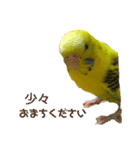 いえ郎のスタンプ(セキセイインコ)（個別スタンプ：17）