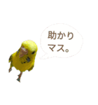 いえ郎のスタンプ(セキセイインコ)（個別スタンプ：18）