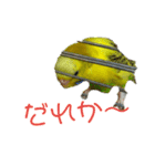いえ郎のスタンプ(セキセイインコ)（個別スタンプ：19）