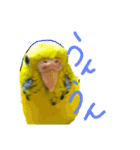 いえ郎のスタンプ(セキセイインコ)（個別スタンプ：22）
