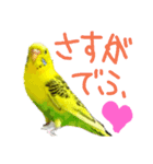 いえ郎のスタンプ(セキセイインコ)（個別スタンプ：23）
