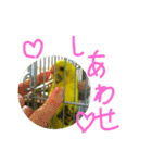 いえ郎のスタンプ(セキセイインコ)（個別スタンプ：24）