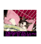 私の家の猫達（個別スタンプ：1）