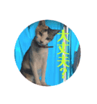 私の家の猫達（個別スタンプ：2）