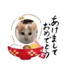 私の家の猫達（個別スタンプ：3）