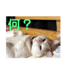 私の家の猫達（個別スタンプ：4）