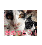 私の家の猫達（個別スタンプ：6）