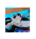 私の家の猫達（個別スタンプ：7）