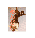私の家の猫達（個別スタンプ：8）