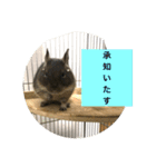 デグー のテグぽい（個別スタンプ：7）