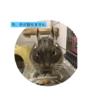 デグー のテグぽい（個別スタンプ：9）