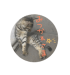 タロの日々（個別スタンプ：6）