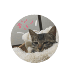 タロの日々（個別スタンプ：7）
