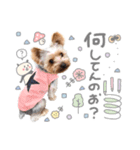 ちゃろんぼstamp (by hoho)（個別スタンプ：4）