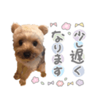 ちゃろんぼstamp (by hoho)（個別スタンプ：7）